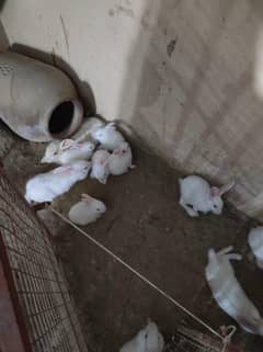 16 rabbits 14 children and 1 breeder pair
