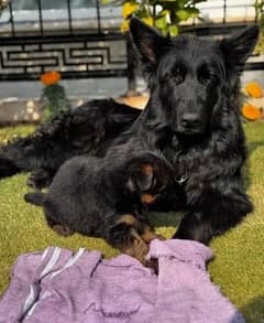 German shepherd puppies for sale / puppy / GSD pup / german shepherd