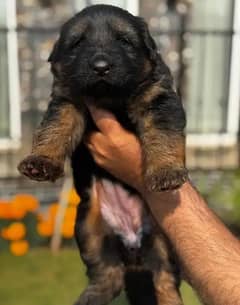 German shepherd puppies for sale / puppy / GSD pup / german shepherd