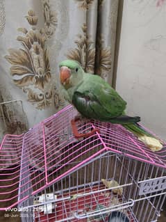 for sale