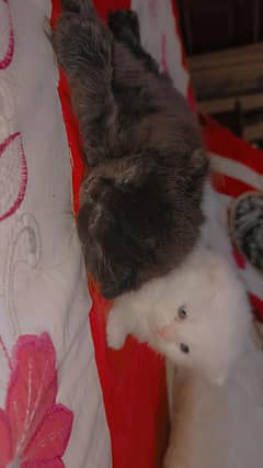 Persian cat kittens 3 coated