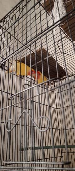 Love birds with full cage
