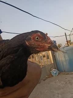 Aseel