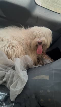 Poodle dog  urgent sale