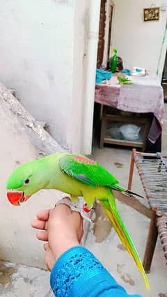 raw parrot hand time full jumbo size healthy active