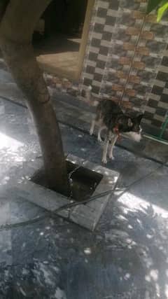 Husky male age 1 year for sale