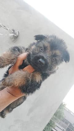 gsd puppy available in Lahore