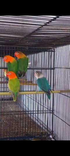 Love Birds Breeder Pair For sell