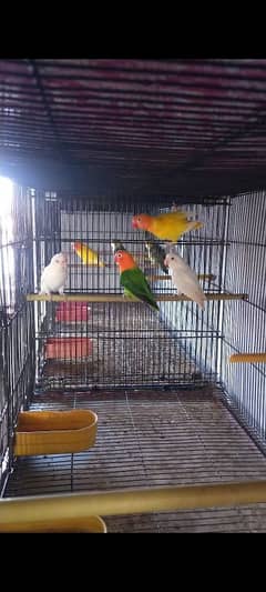 Love Birds Breeder Pair For sell