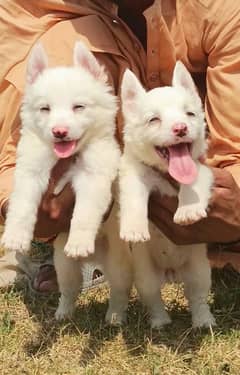 for sale Russian puppies