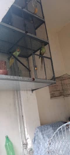 kahta parrot for sale