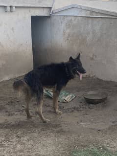Dog argent for sell german shefard