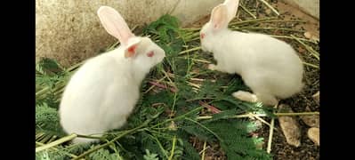 Rabbits pair for sale