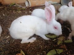 I'm selling beautiful and healthy rabbits