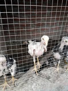 Aseel chicks for sale 5000 per chick