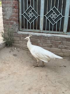 White peacock female