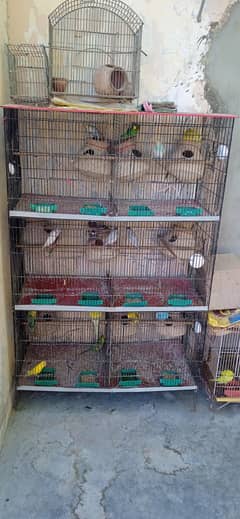 cage with birds for sale
