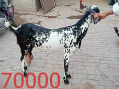 desi