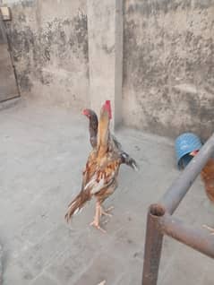 Aseel Mianwali breeder set available 1+2