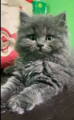 Persian kittens Available only WhatsApp number03286487884