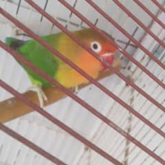 Young Adult Green Fusher  10 Months