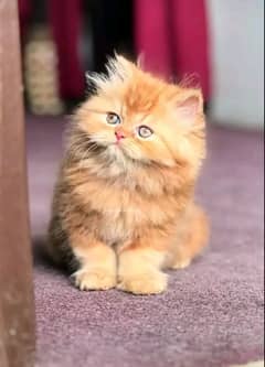 Persian kittens Available only WhatsApp number03286487884