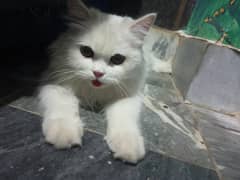 Persian cat