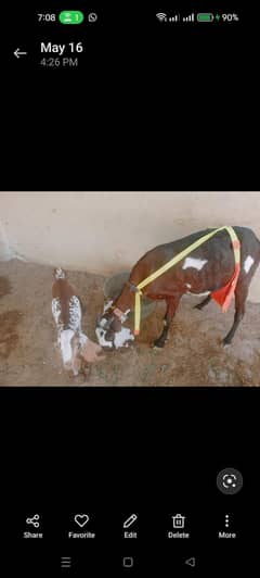 Pure Nagraa bakri with female baby