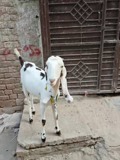 kheeri