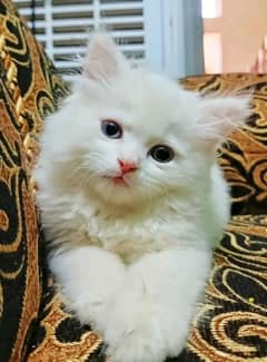 Persian kittens Available only WhatsApp number03286487884
