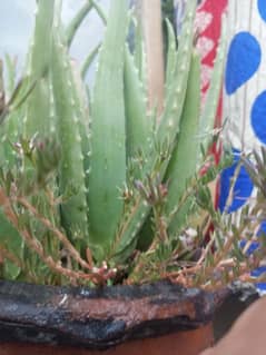 Alovera