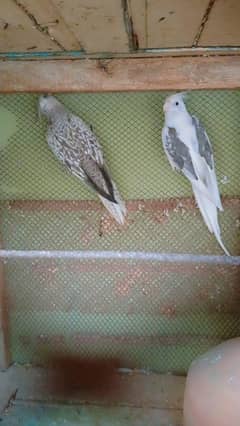 Breader pair for sale