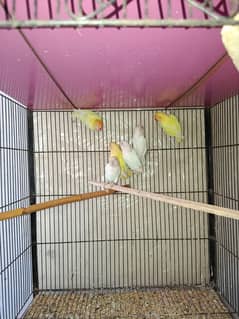 creamino and albino lovbirds forsale