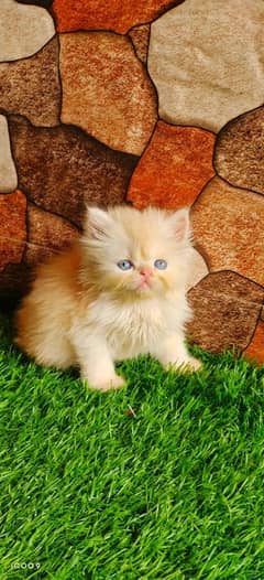 CASH ON DELIVERY (0327-2634413) Top Quality persian kitten or cat Bab