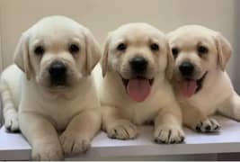 Labrador