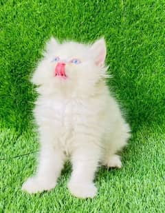 Persian