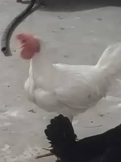 Farmi Chicken 6 month old
