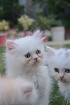 Tripple Coated Persian Kittens