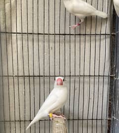white silver and gray java breeder pairs