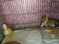 baby ducks for sale