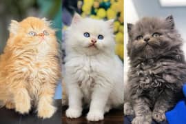 Persian triple coated punch face kitten available for sale