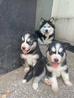 Siberian