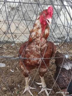 selling breeder pairs of assel birds