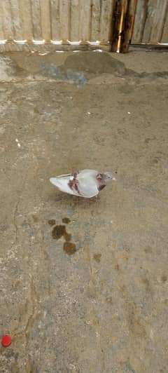 best pigeons