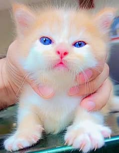 Double Coated Persian Kittens For Sale