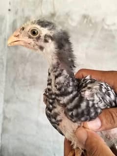 Shamoo AseeL for sale