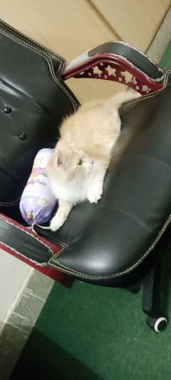 Persian Cat for Sale