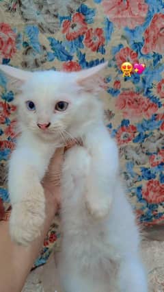 kitten for sale pair