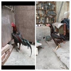pure Thai chicks Full active chicks available