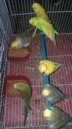 BUDGIE'S FOR URGENT SALE OR EXCHANGE